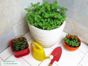 گلدان مناسب برای کاشت ریحان
